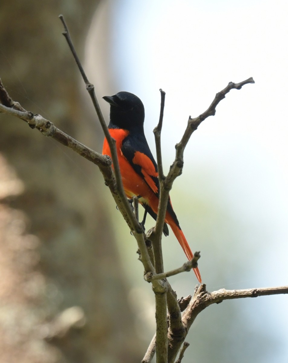 Scarlet Minivet - ML647205181