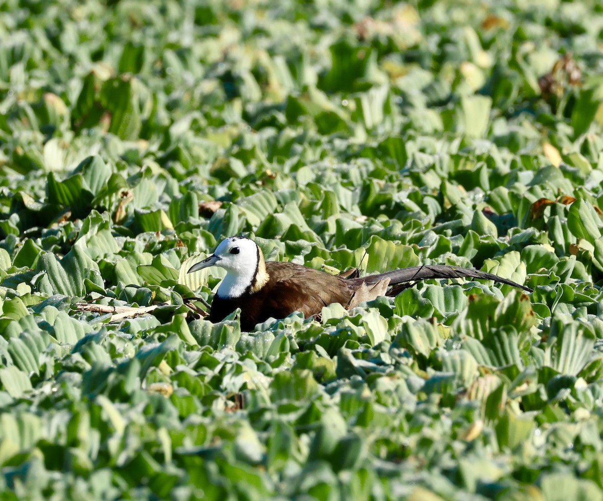 Jacana à longue queue - ML647205182