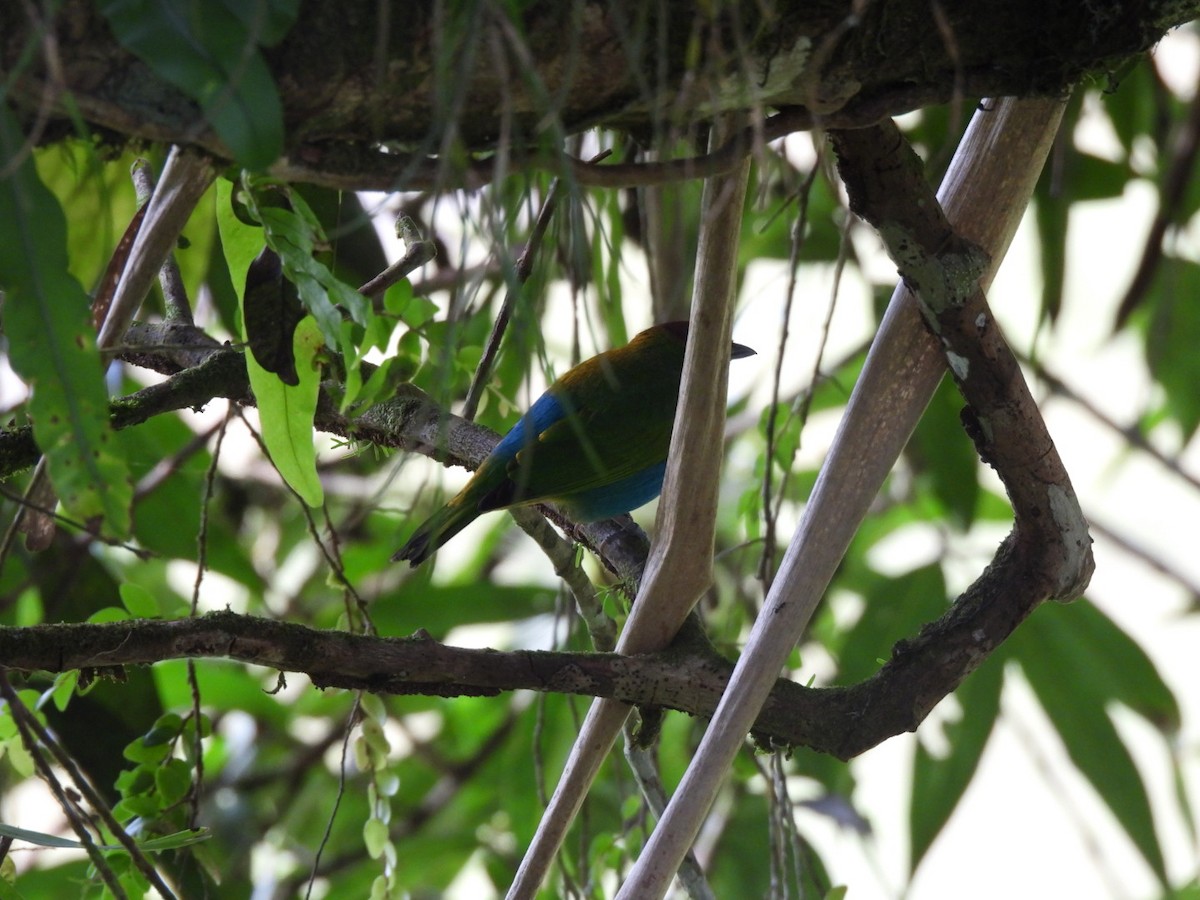 Bay-headed Tanager - ML647205190