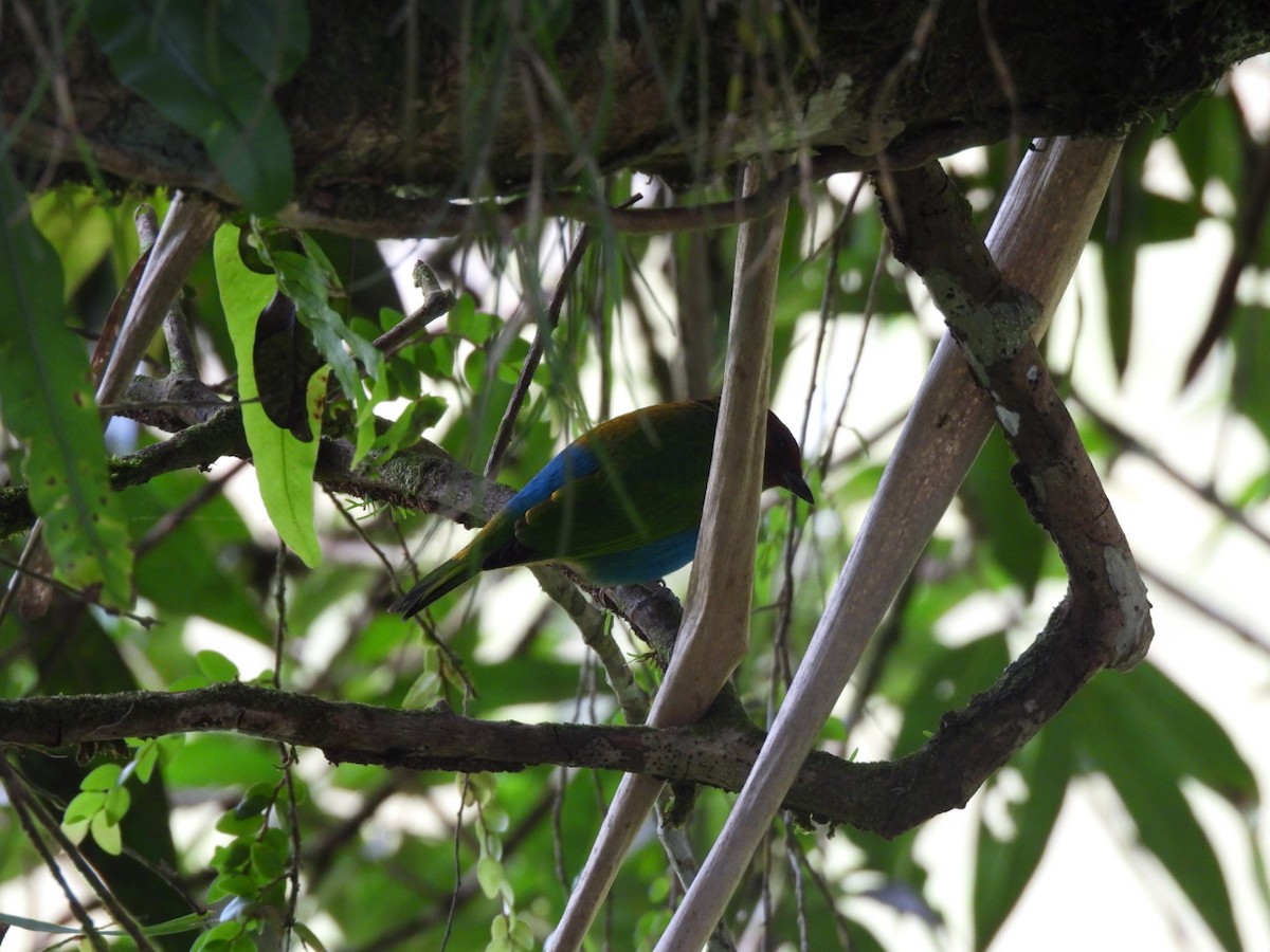 Bay-headed Tanager - ML647205191