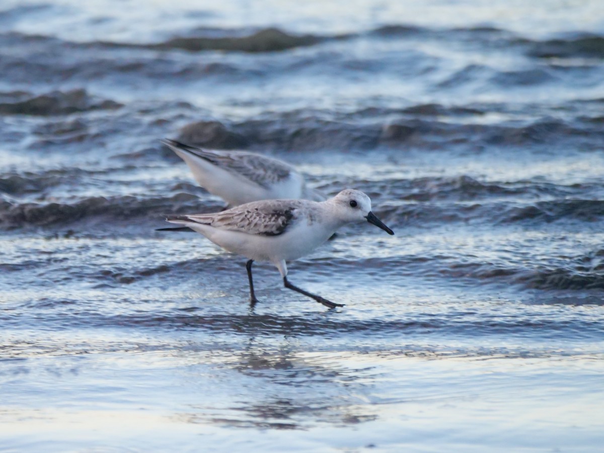 sandløper - ML647205200