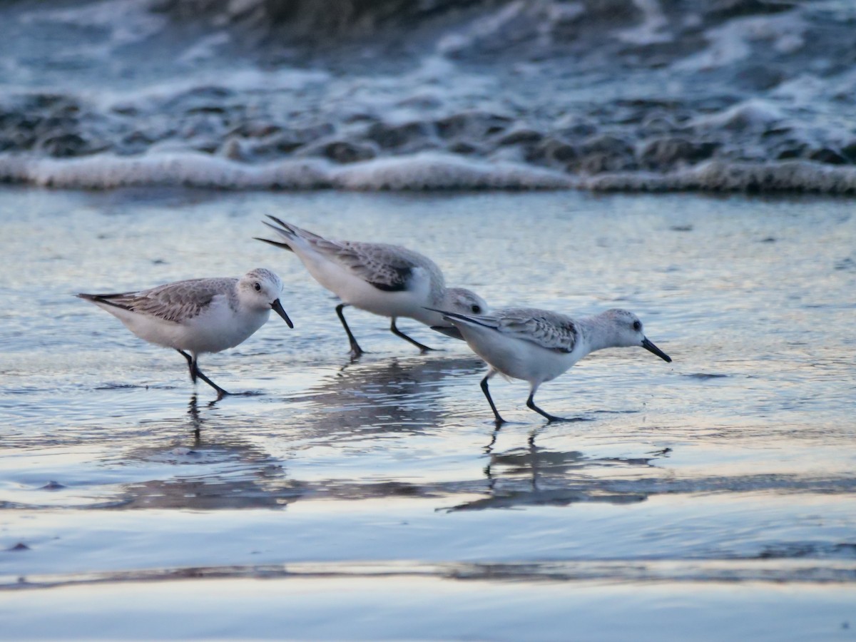 sandløper - ML647205204