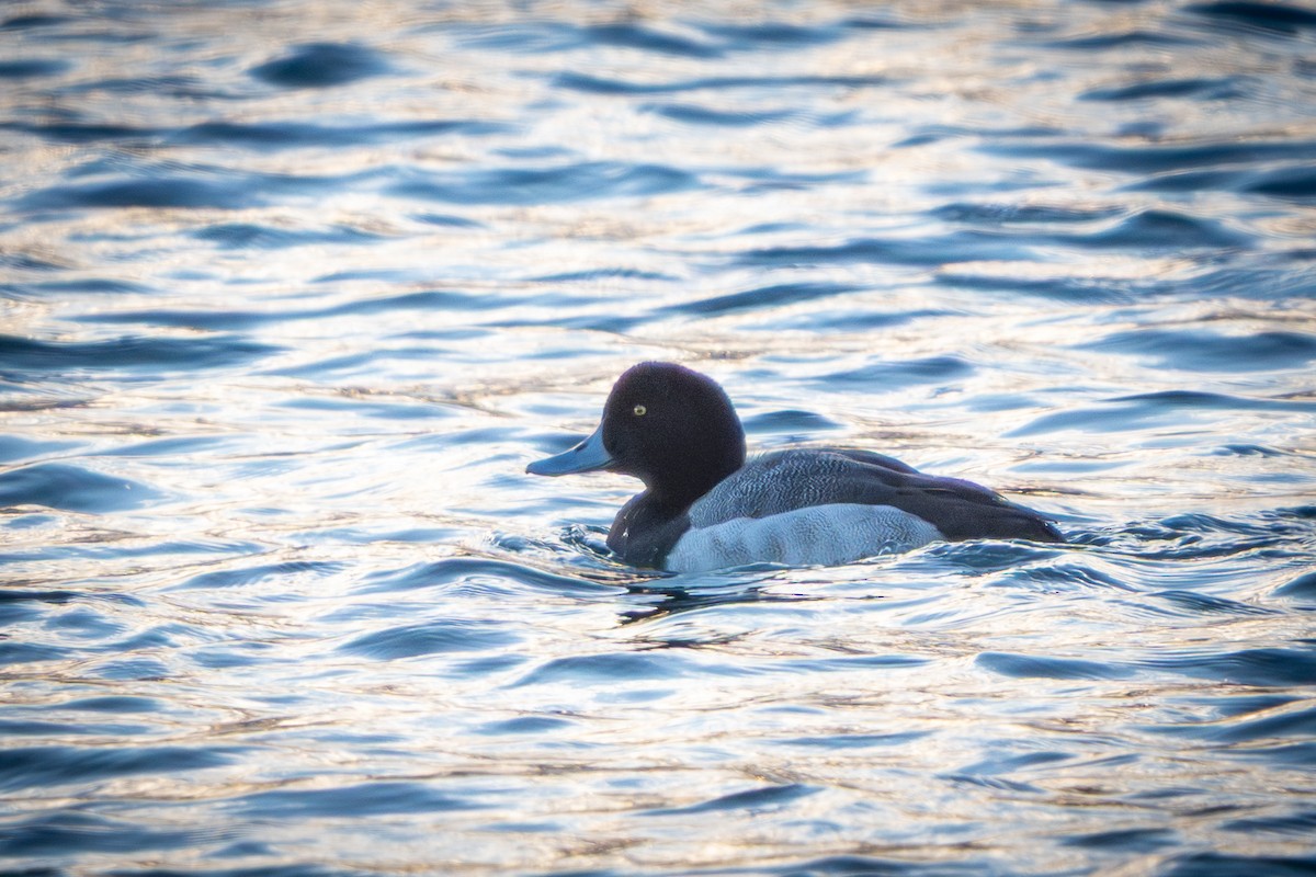 スズガモ - ML647205206