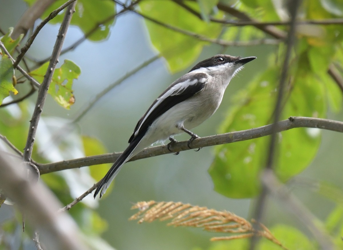 Bar-winged Flycatcher-shrike - ML647205227