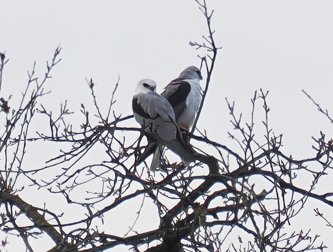 White-tailed Kite - ML647205245