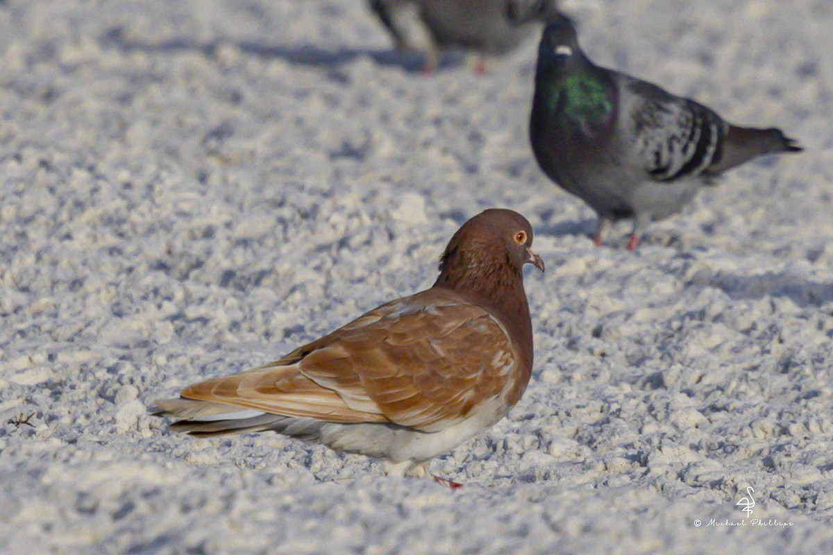 יונת בית - ML647205255