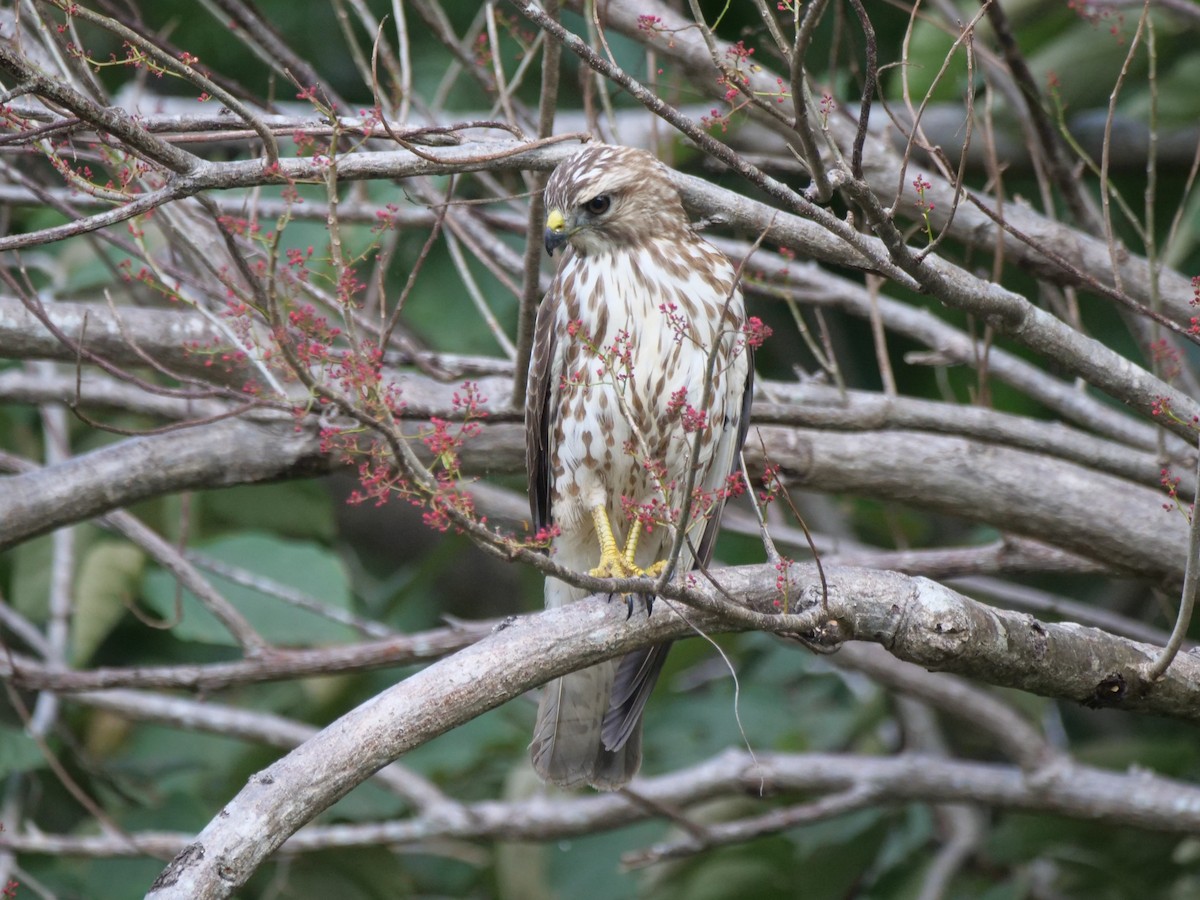 bredvingevåk - ML647205257