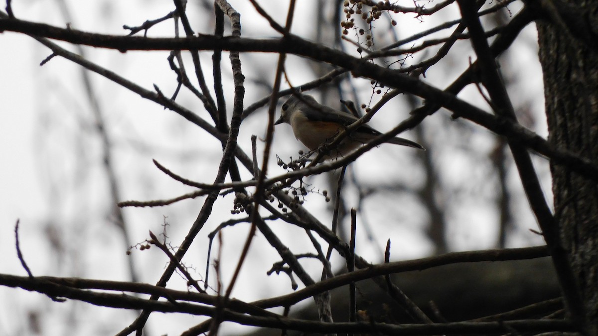 Tufted Titmouse - ML647205264