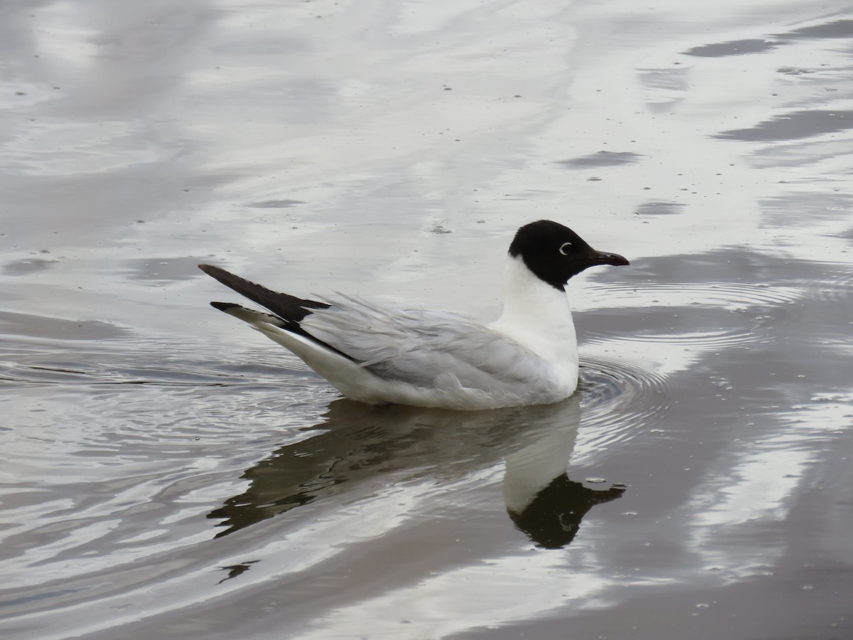 Andean Gull - ML647205265