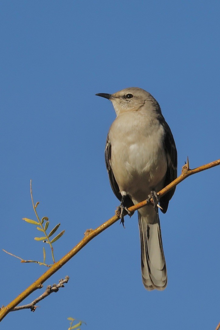 Northern Mockingbird - ML647205267
