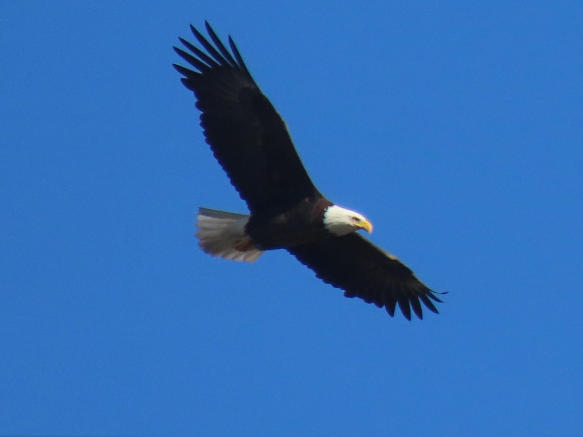 Bald Eagle - ML647205278