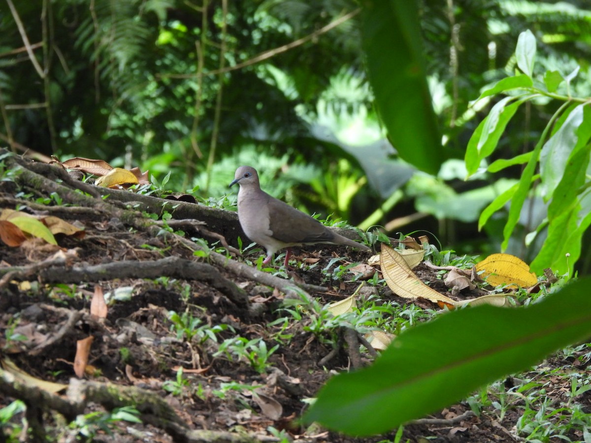 White-tipped Dove - ML647205287