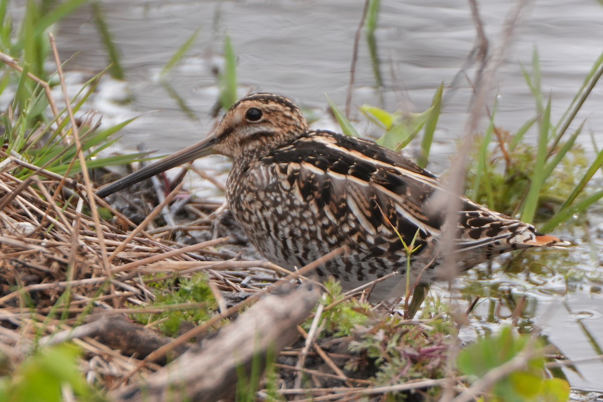 Wilson's Snipe - ML647205289