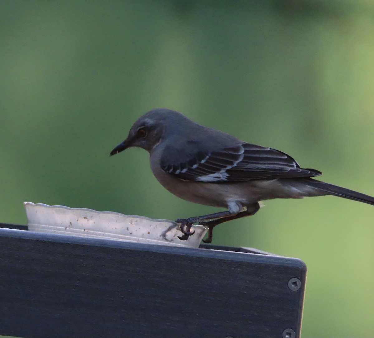 Northern Mockingbird - ML647205294