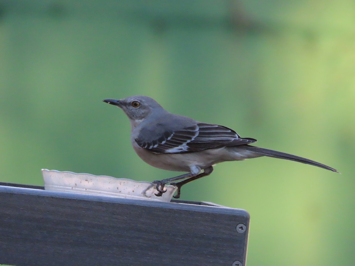 Northern Mockingbird - ML647205295