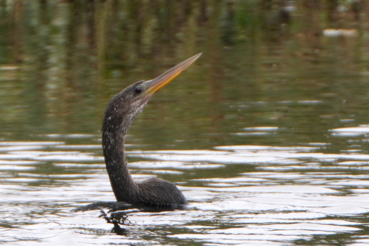 Anhinga - ML647205296
