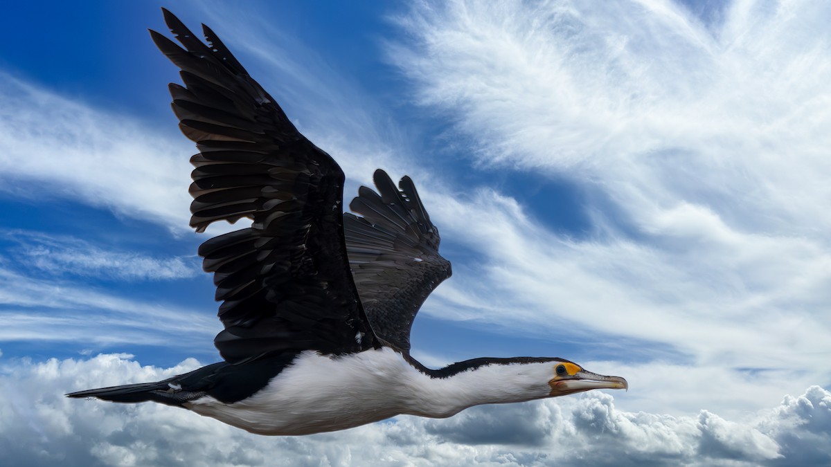 Pied Cormorant - ML647205299