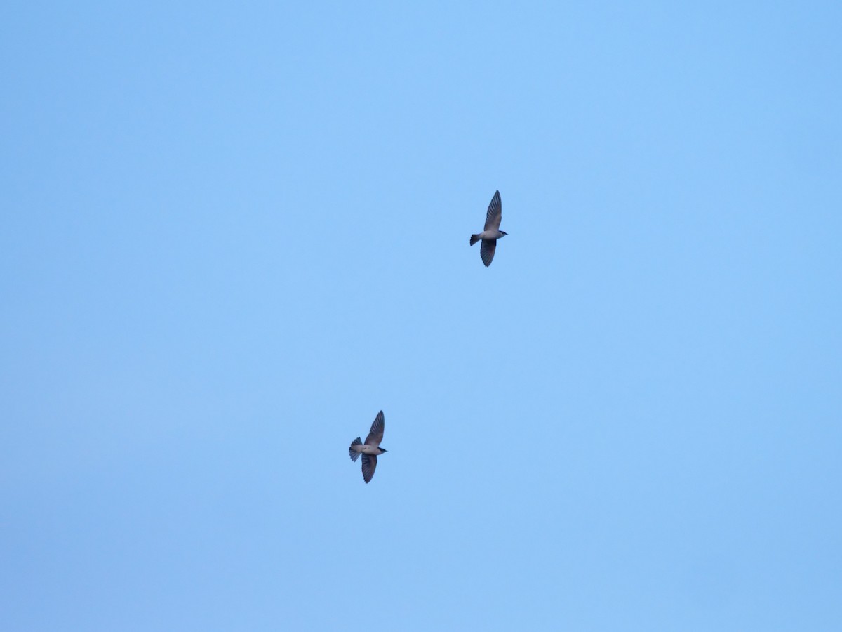 mangrovesvale - ML647205301