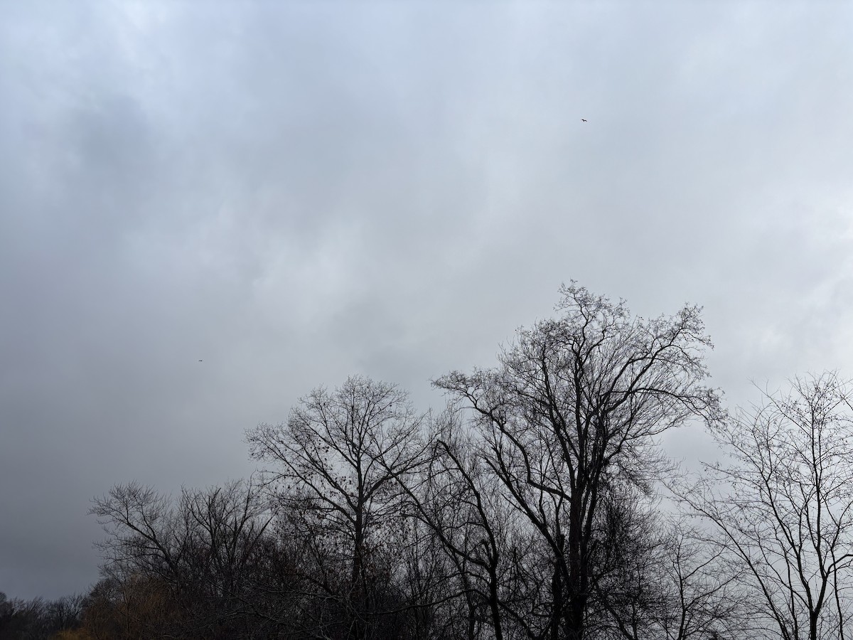 שחף בלתי-מזוהה - ML647205305