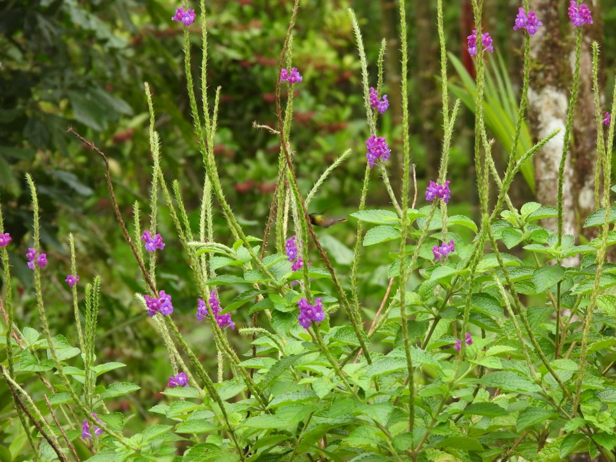 Black-crested Coquette - ML647205312