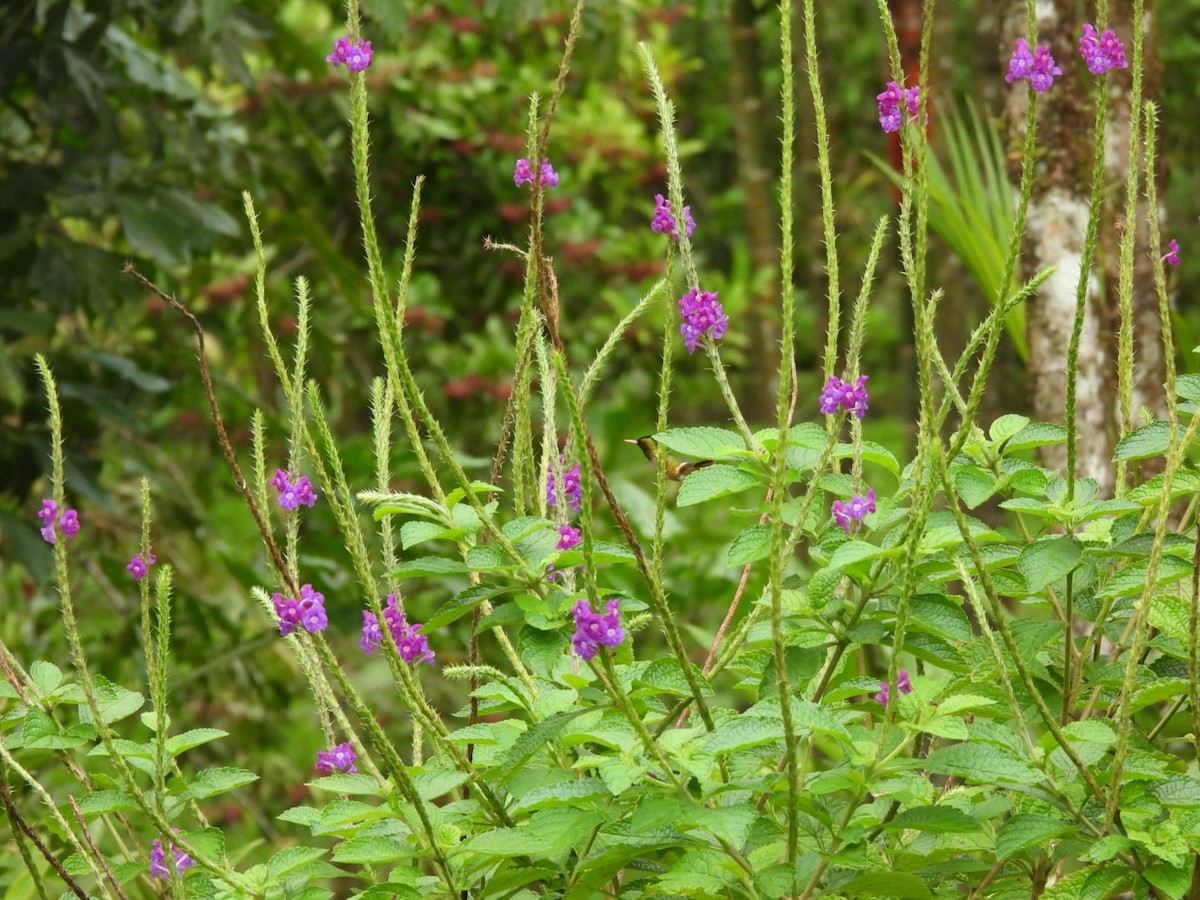 Black-crested Coquette - ML647205313