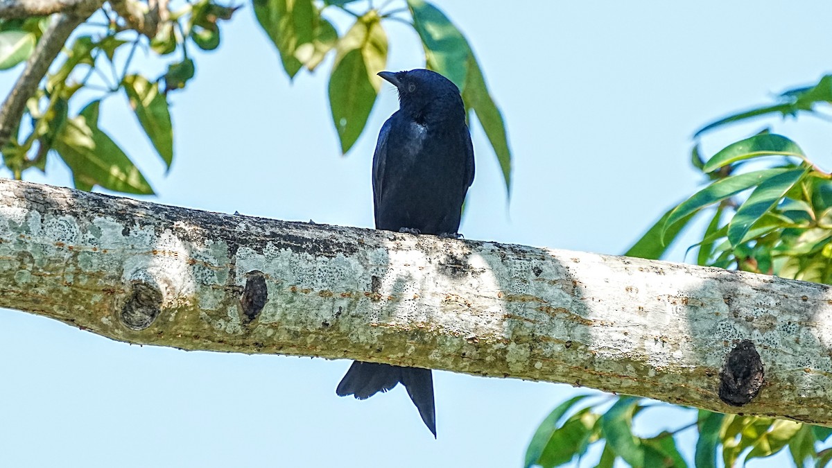 Хар доронго - ML647205316