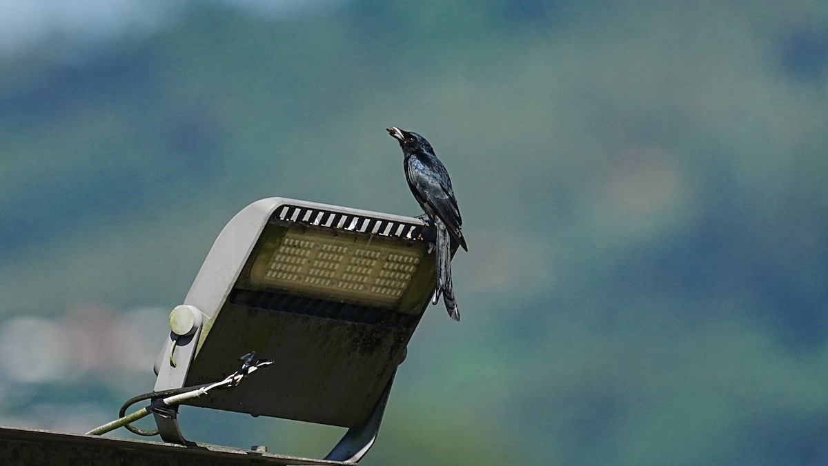 Хар доронго - ML647205317