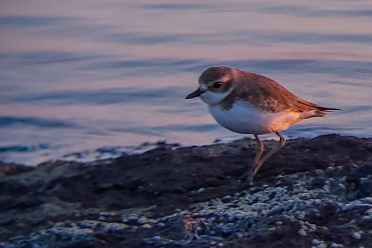 Tibet Cılıbıtı - ML647205319