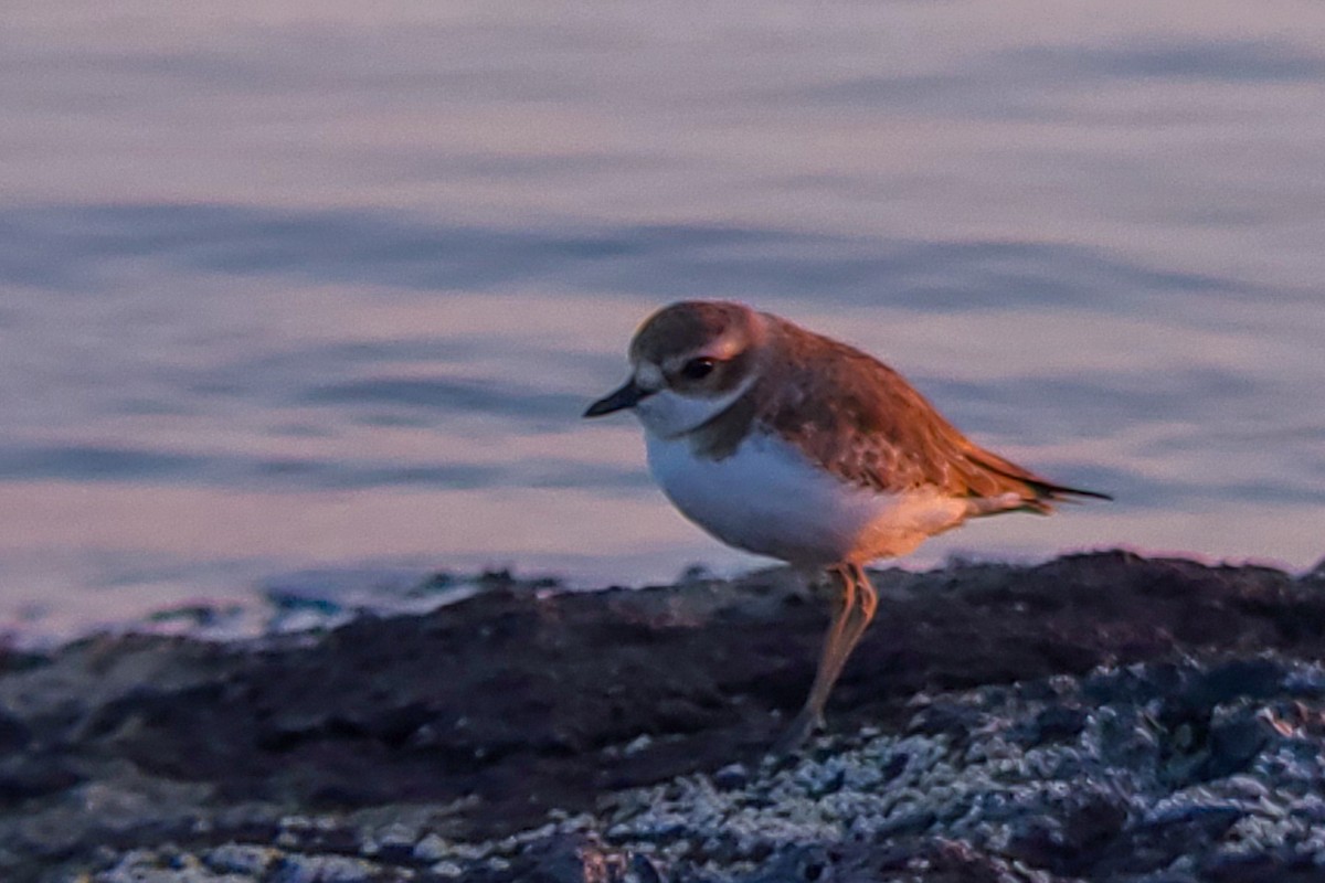 Tibet Cılıbıtı - ML647205320