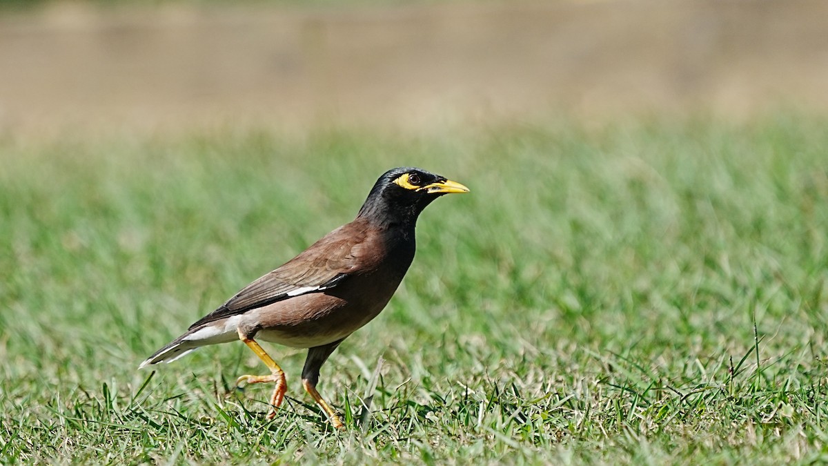 Тольт бор тодол - ML647205325