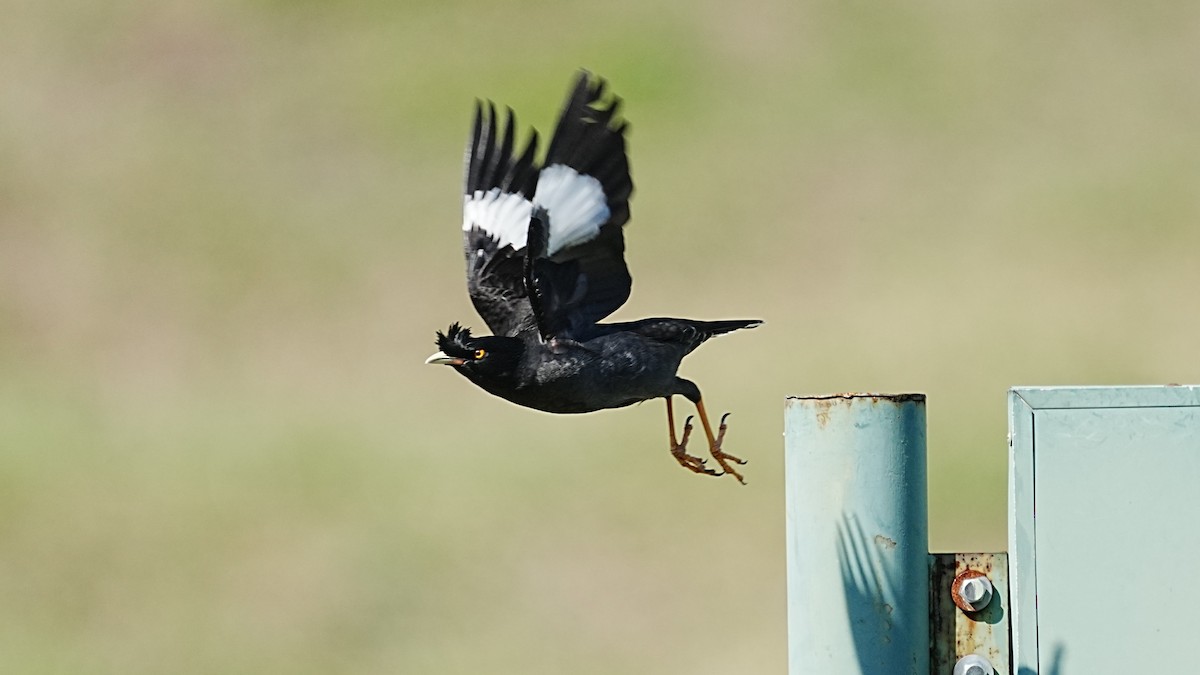 Тольт хар тодол - ML647205334