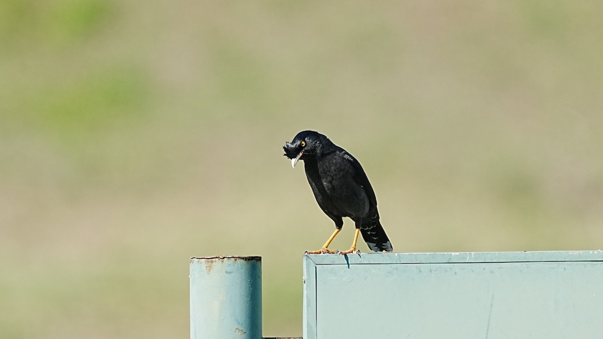 Тольт хар тодол - ML647205335