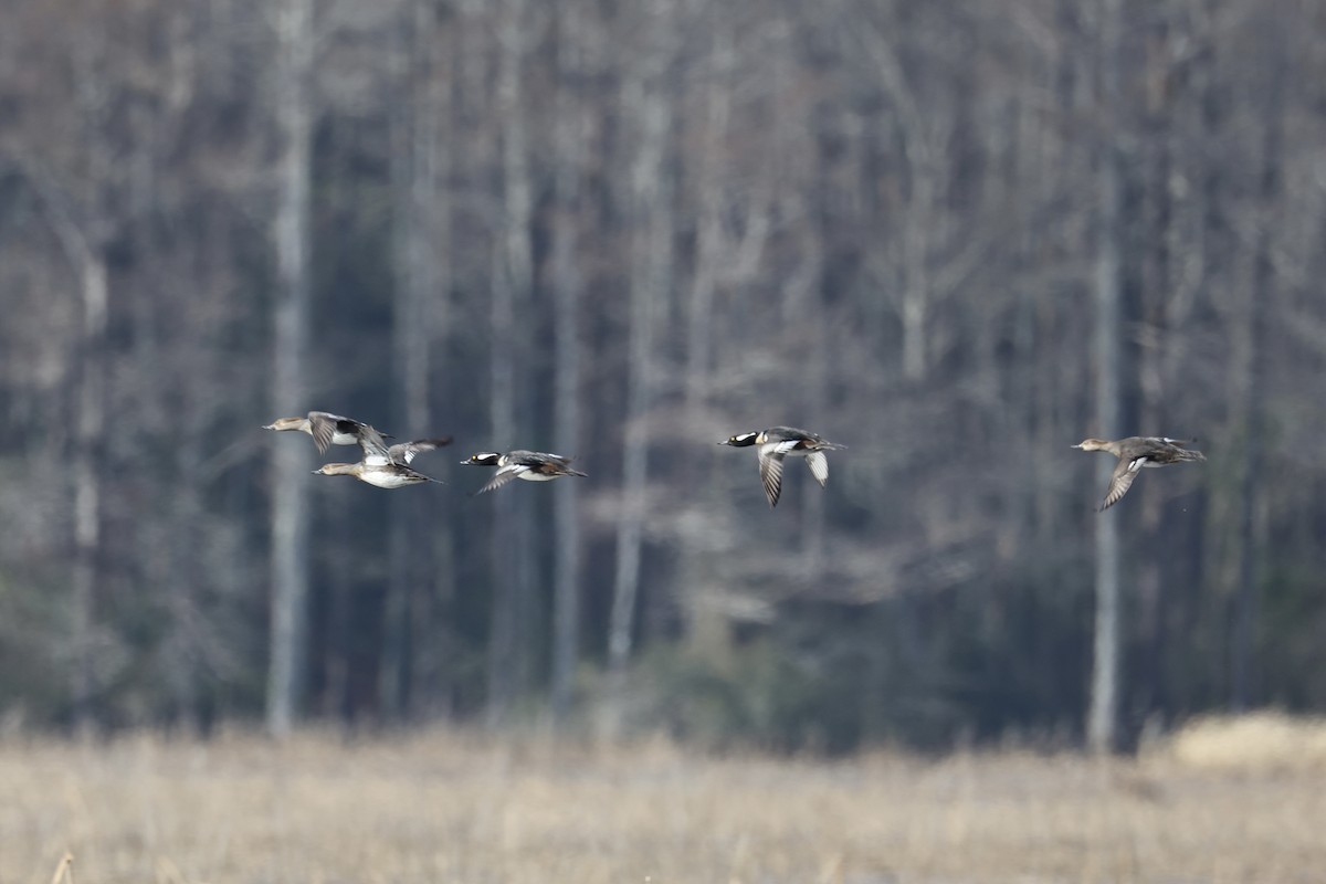 Hooded Merganser - ML647205341