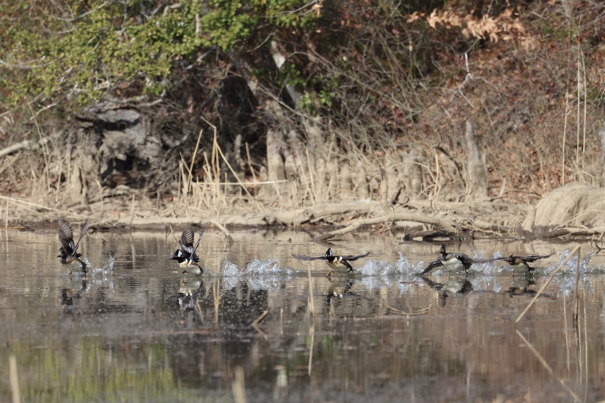 Hooded Merganser - ML647205342