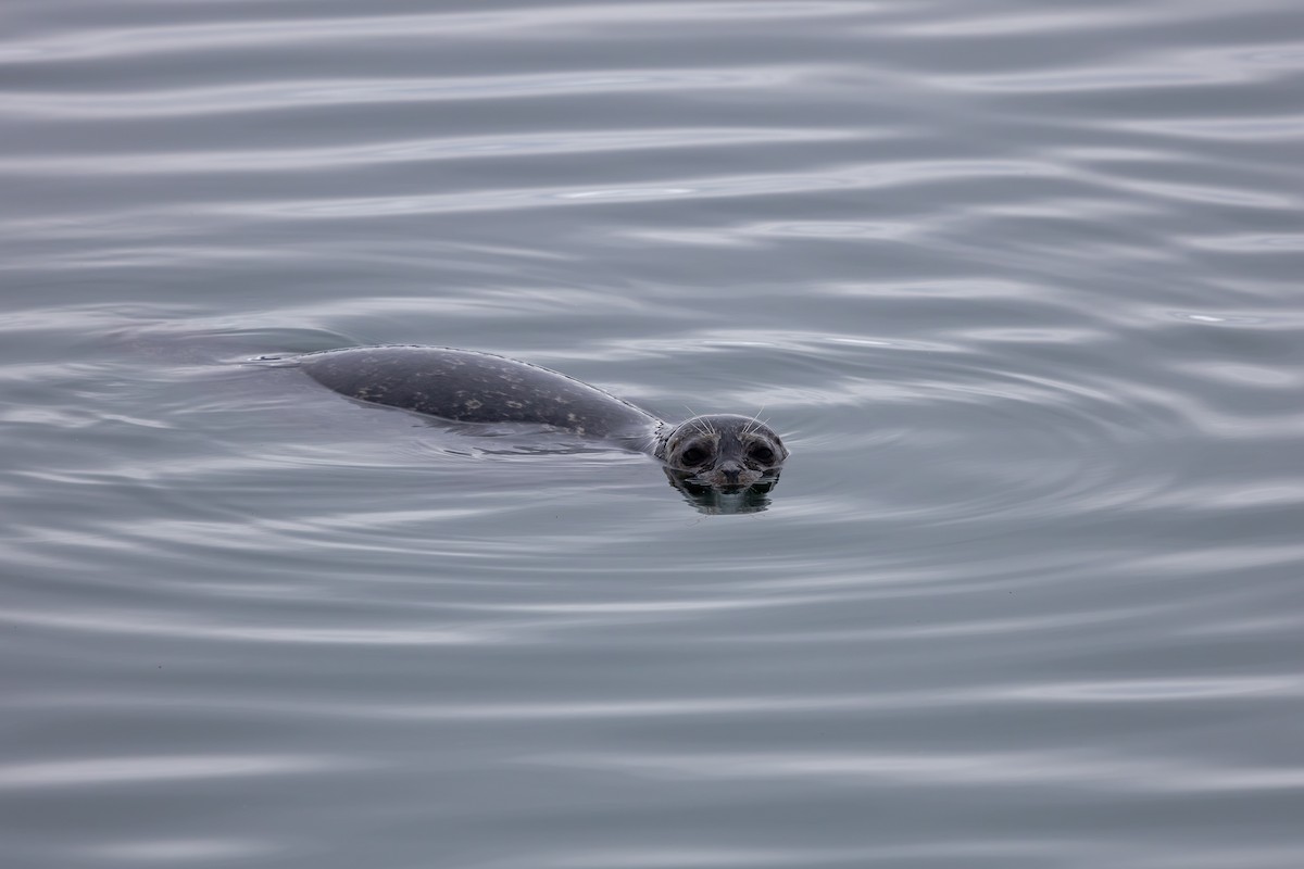 Harbor Seal - ML647205353