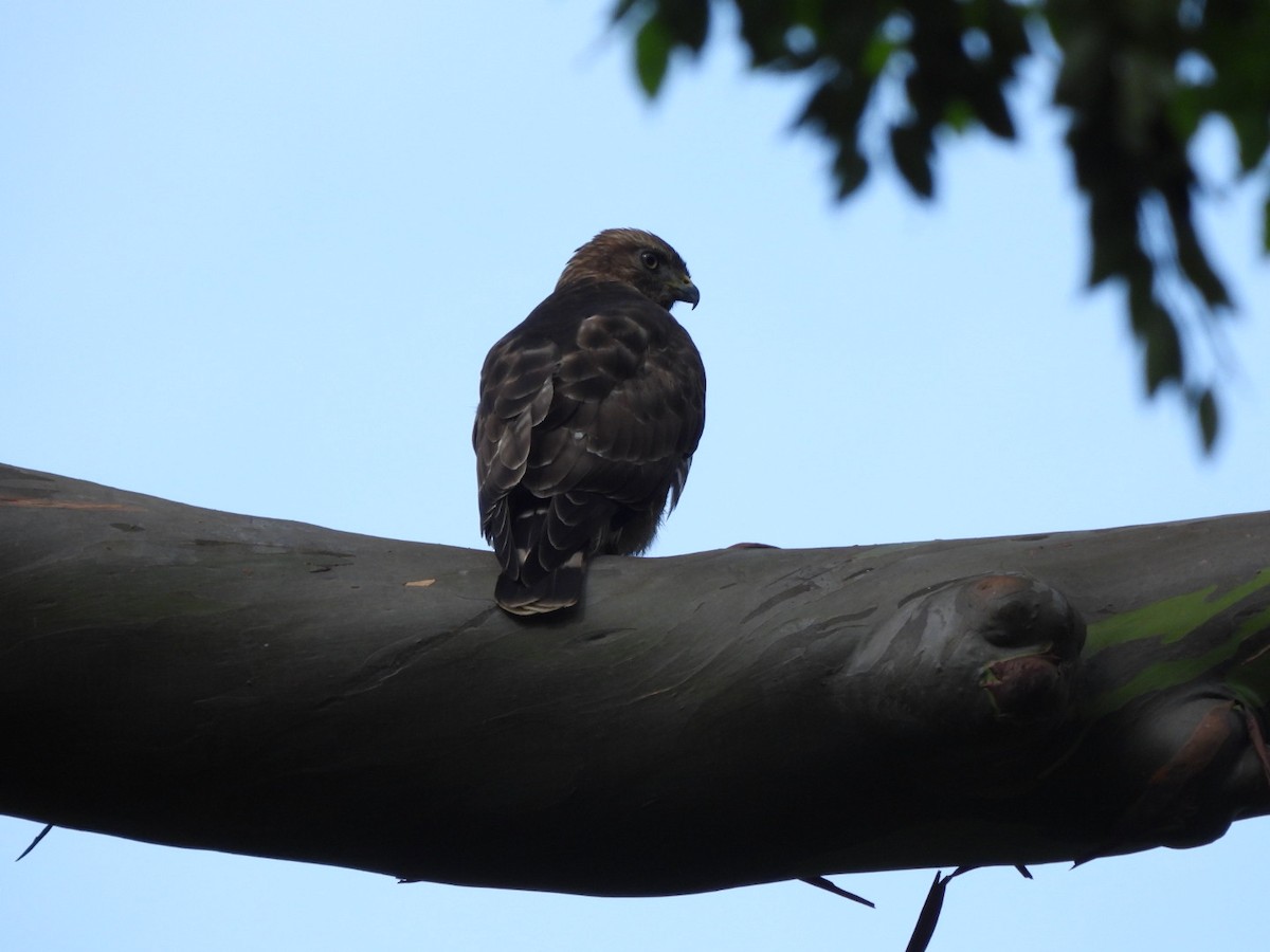 Broad-winged Hawk - ML647205358