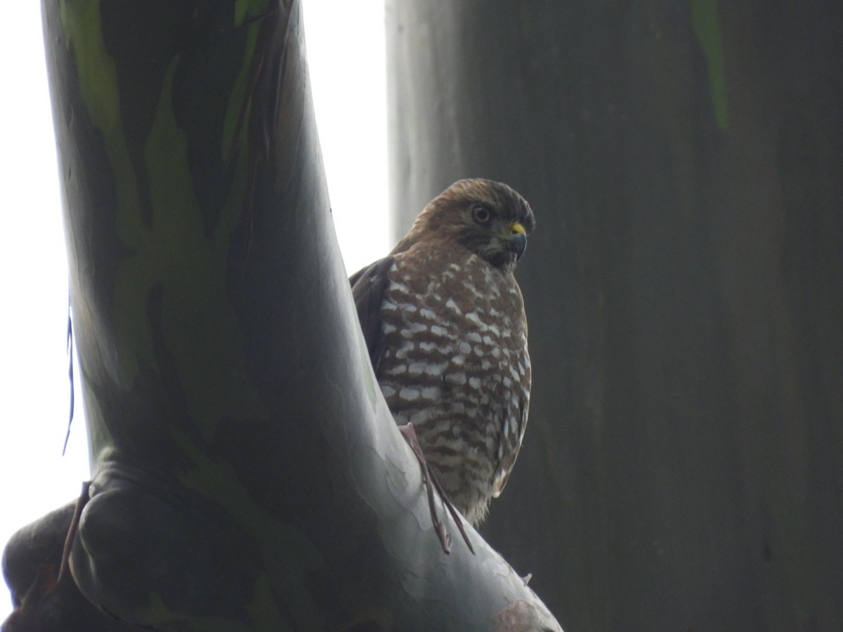 Broad-winged Hawk - ML647205359
