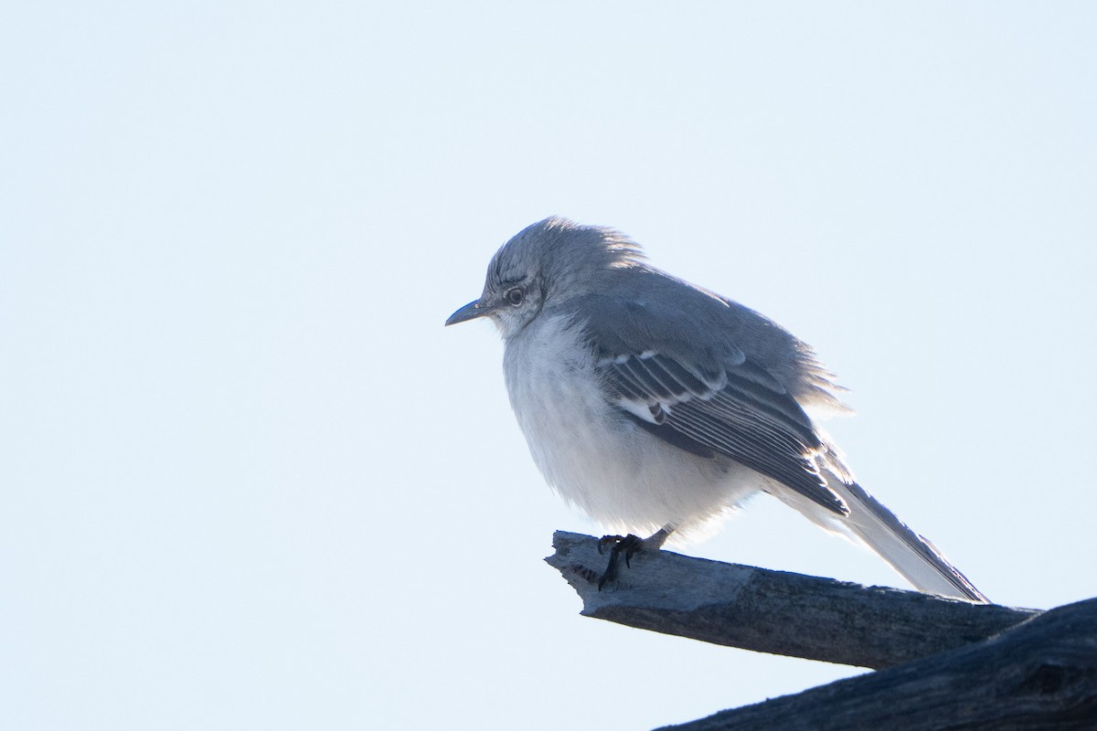 Northern Mockingbird - ML647205360