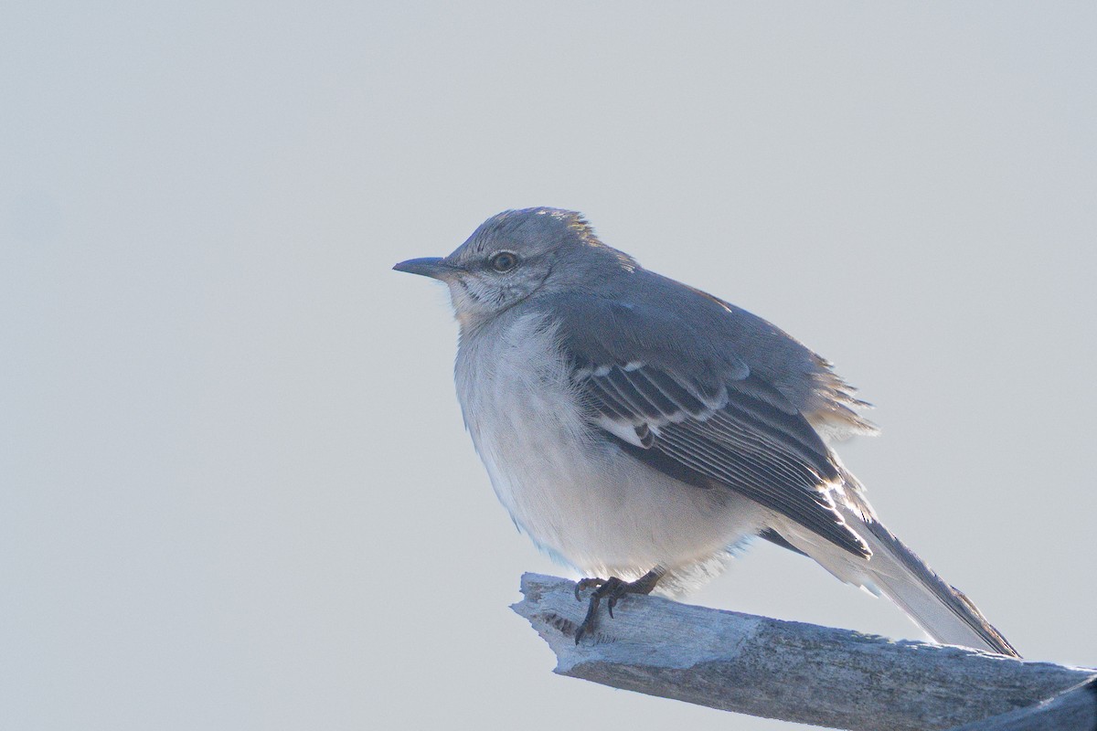 Northern Mockingbird - ML647205361