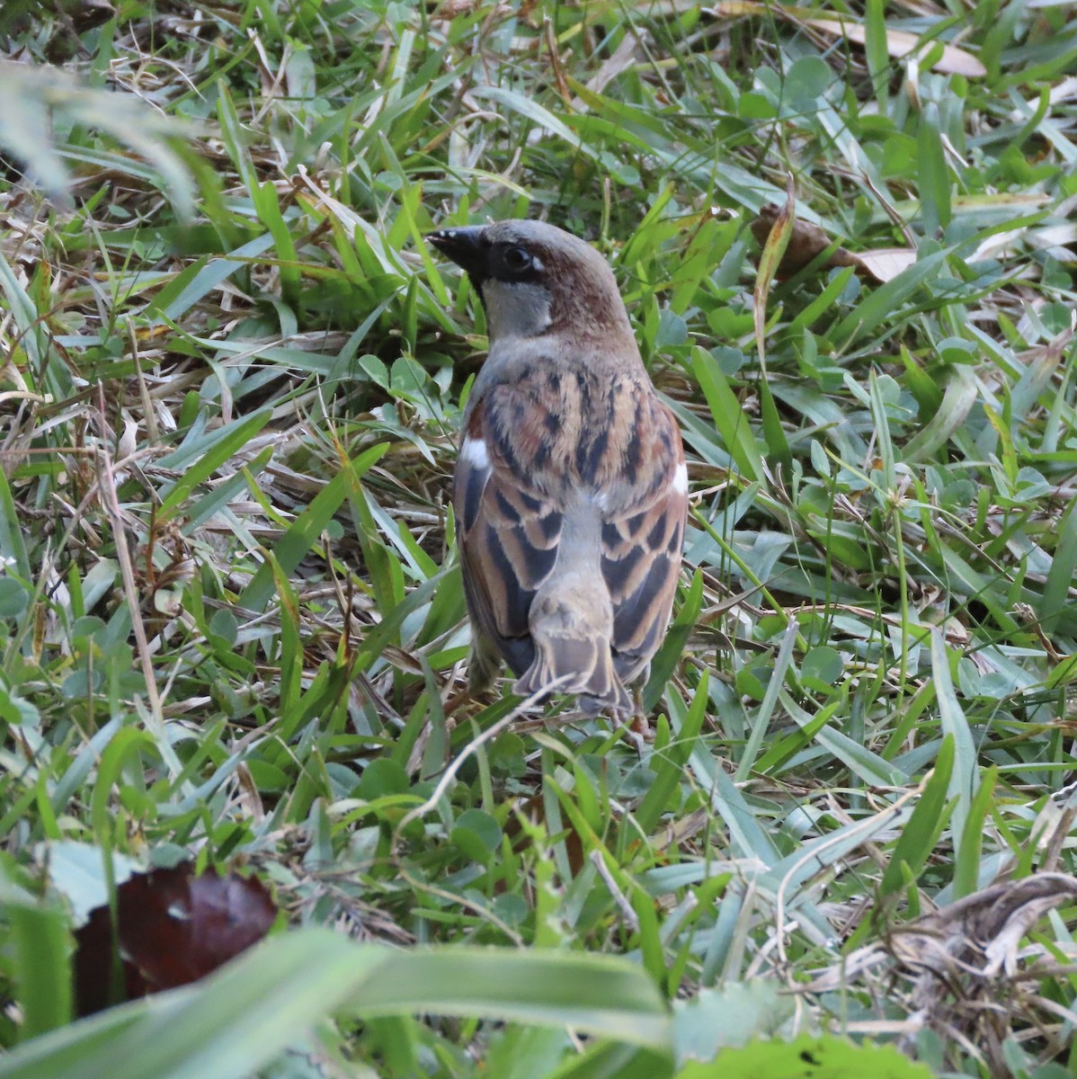 דרור הבית - ML647205363