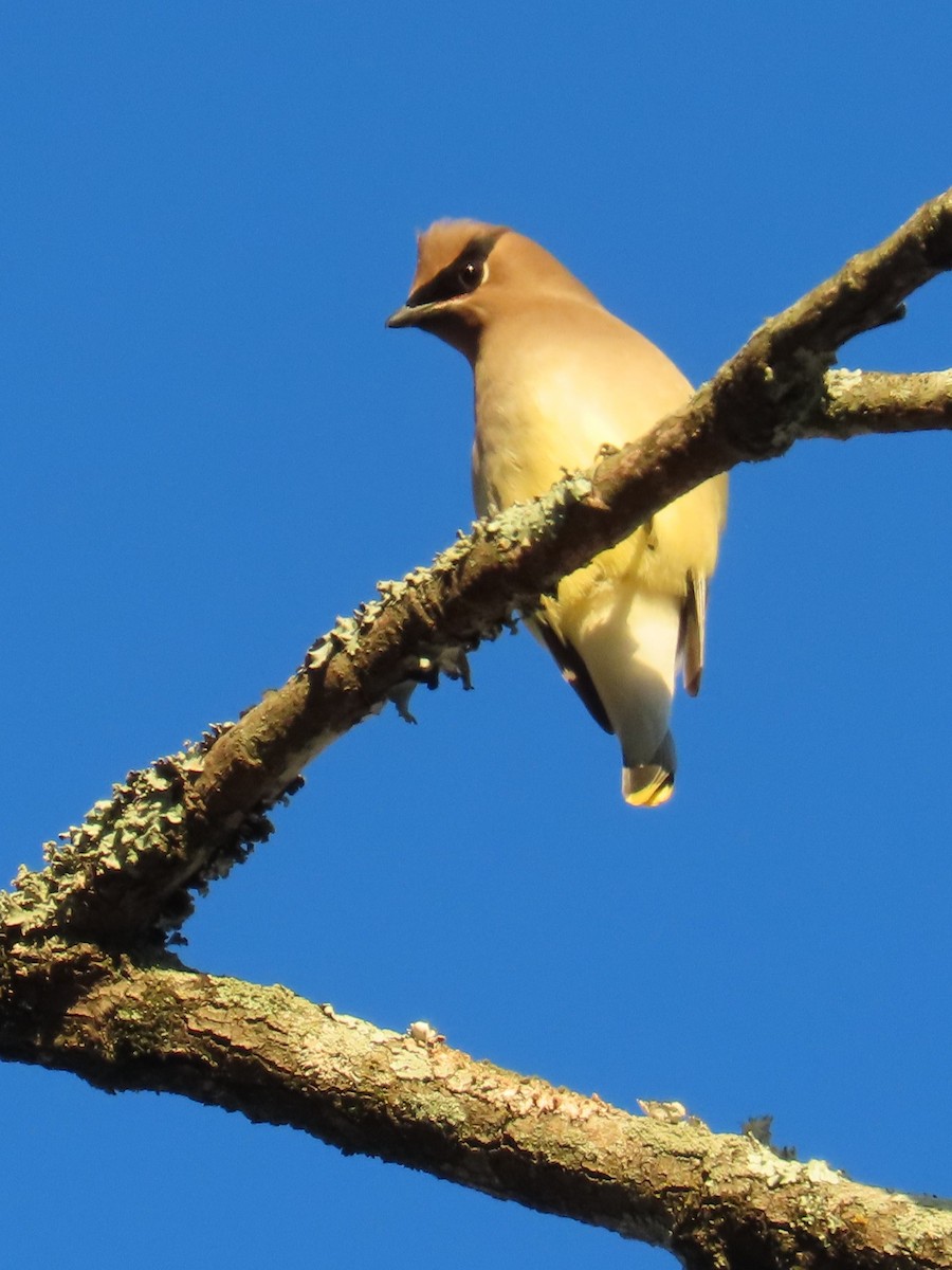Cedar Waxwing - ML647205369