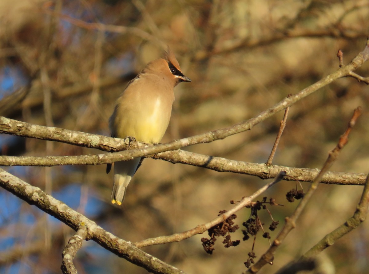 Cedar Waxwing - ML647205370