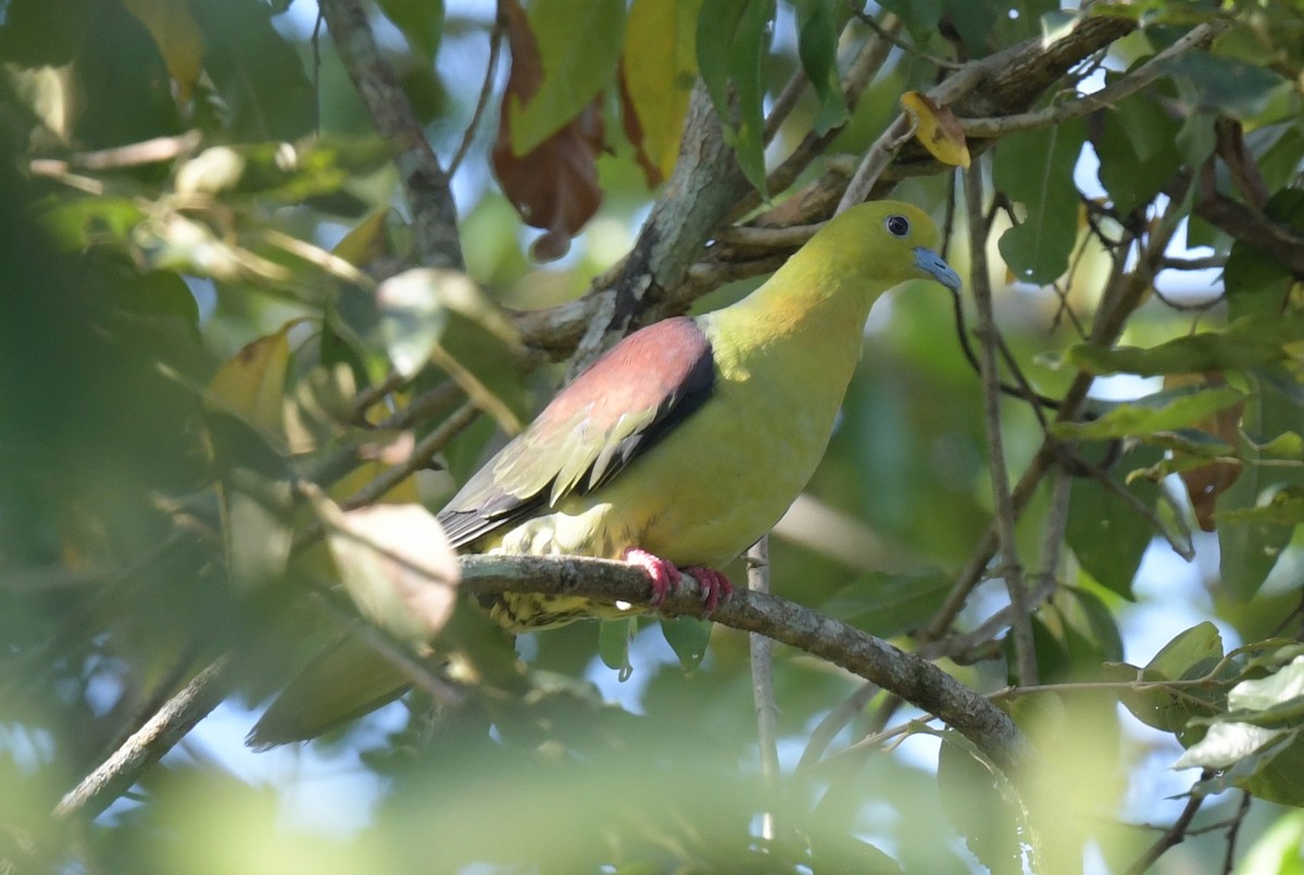 Вінаго клинохвостий - ML647205374