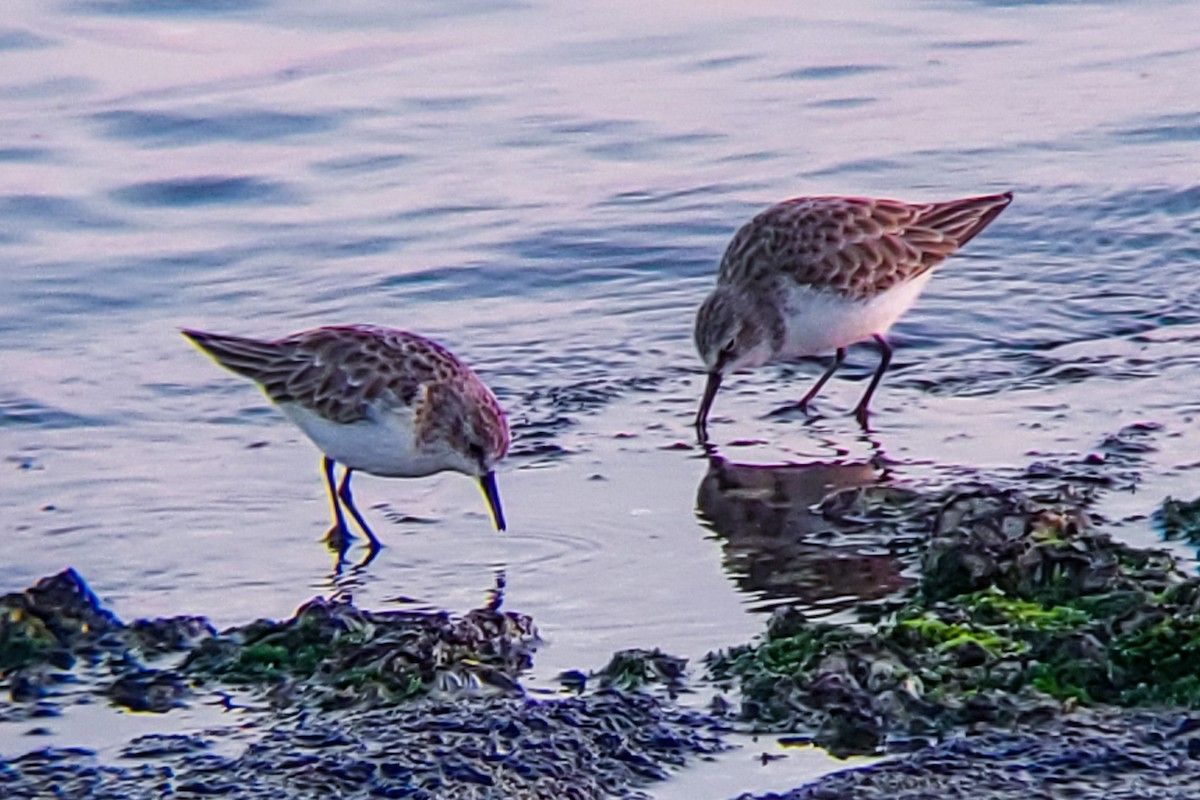 Little Stint - ML647205377