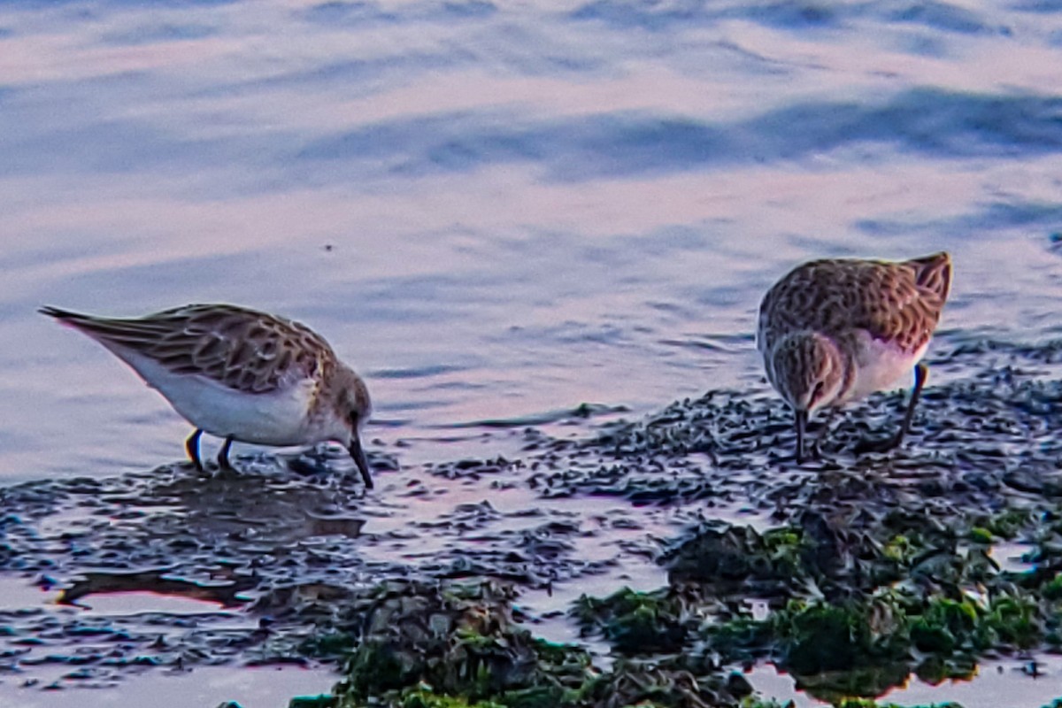 Little Stint - ML647205378