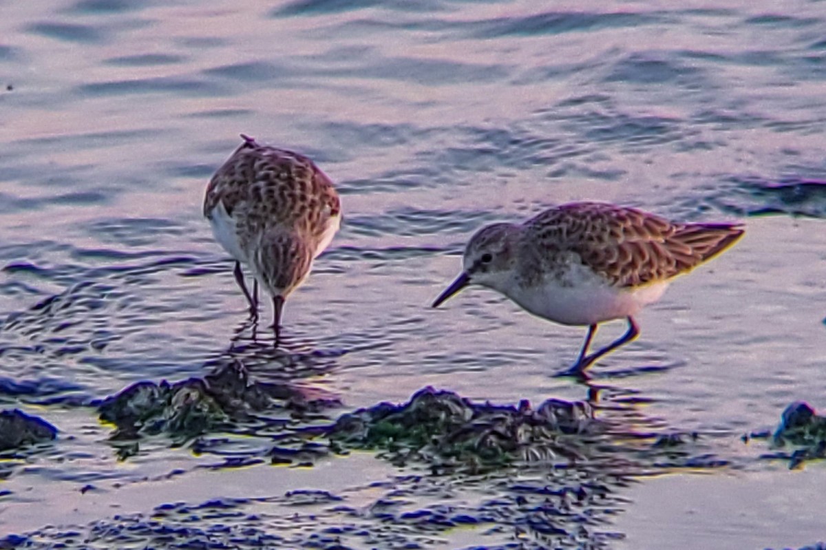 Little Stint - ML647205380