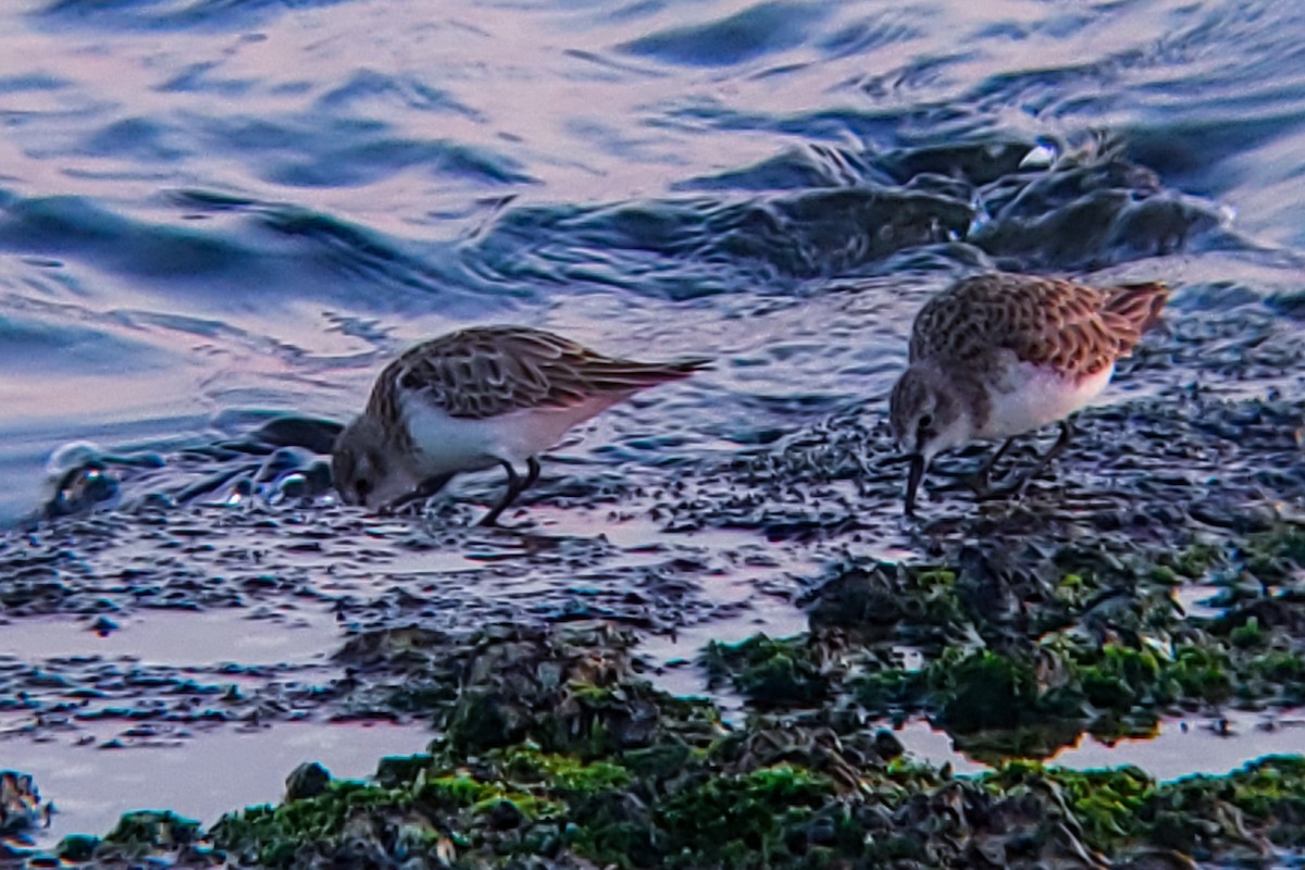 Little Stint - ML647205381
