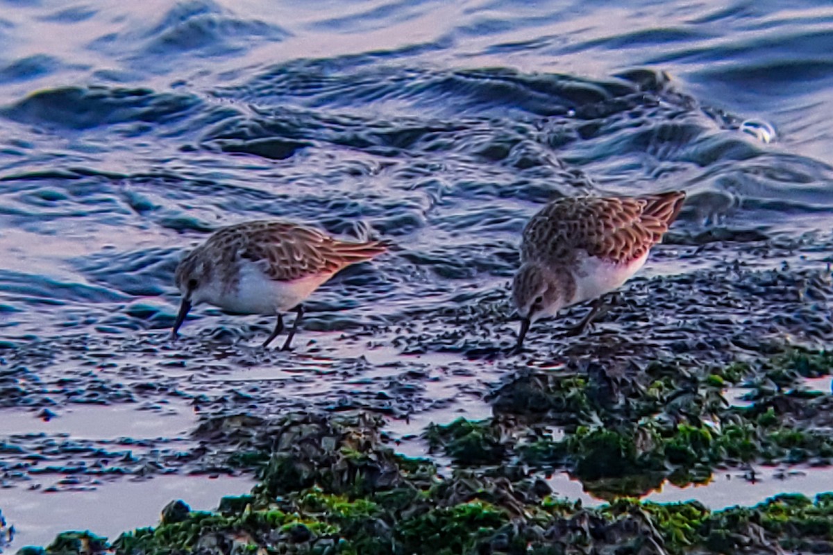 Little Stint - ML647205383