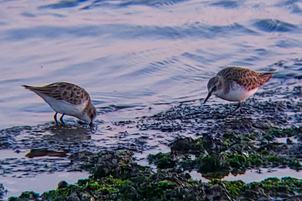 Little Stint - ML647205385