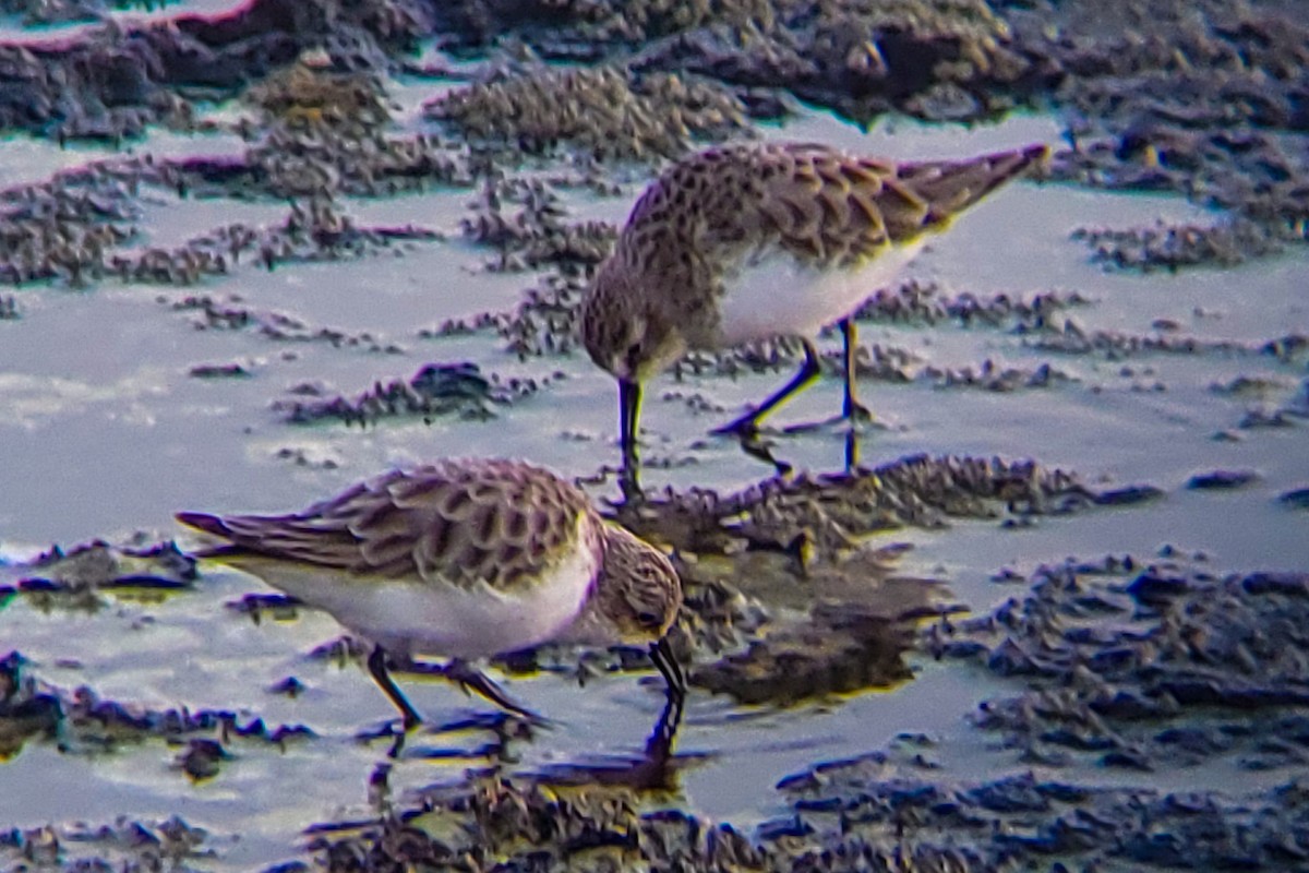 Little Stint - ML647205386